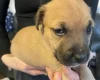 Presa Canario
