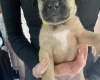 Presa Canario
