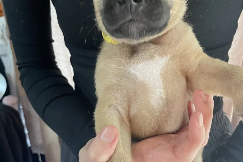 Presa Canario