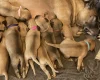 Presa Canario