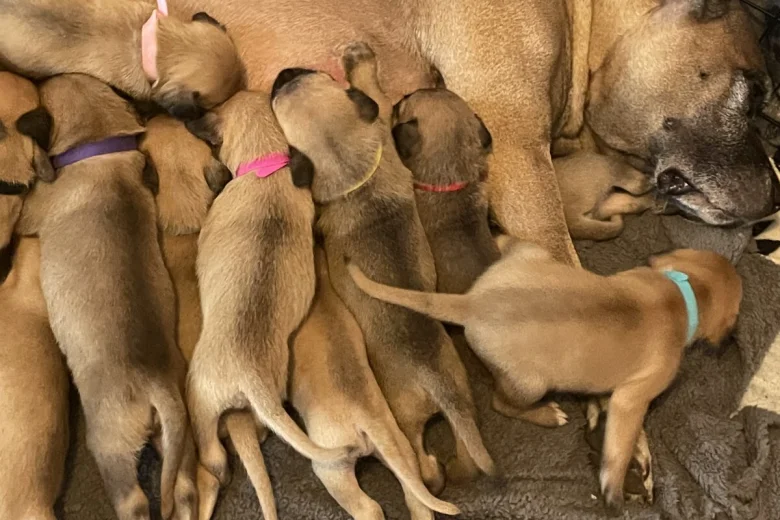 Presa Canario