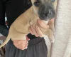 Presa Canario