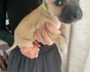 Presa Canario