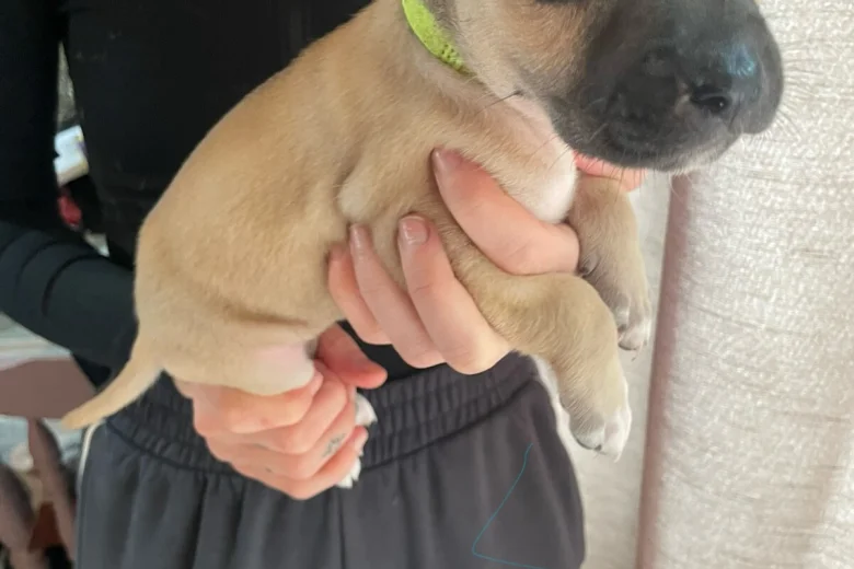 Presa Canario