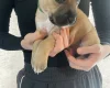 Presa Canario