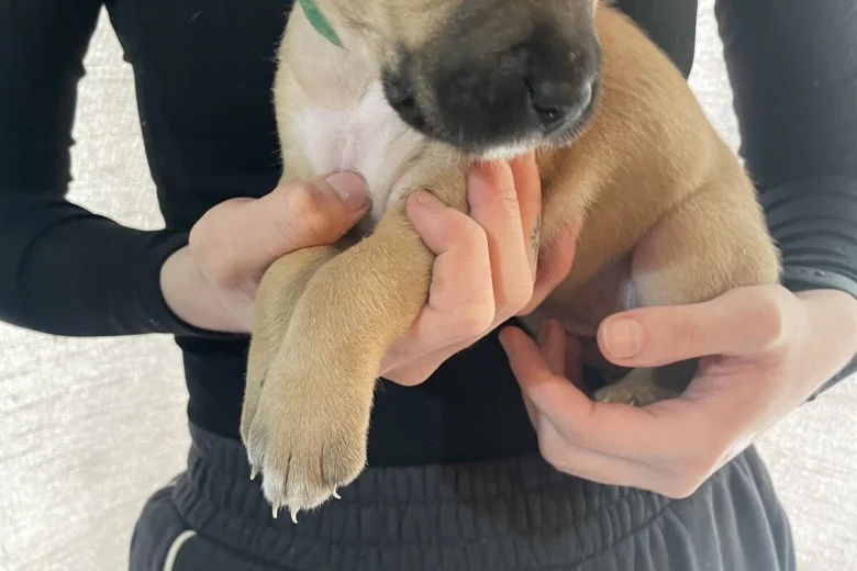 Presa Canario