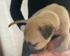 Presa Canario