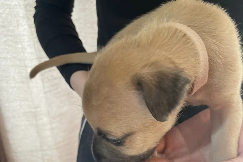 Presa Canario