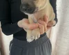 Presa Canario