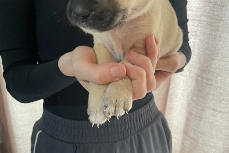 Presa Canario