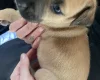 Presa Canario