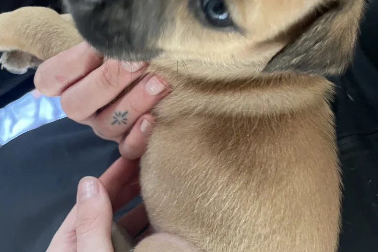 Presa Canario