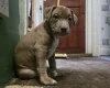 Presa Canario