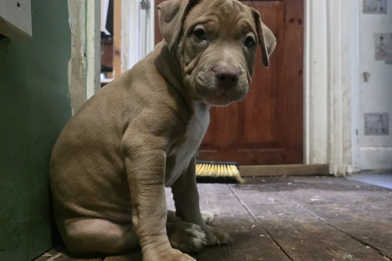 Presa Canario