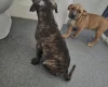 Presa Canario