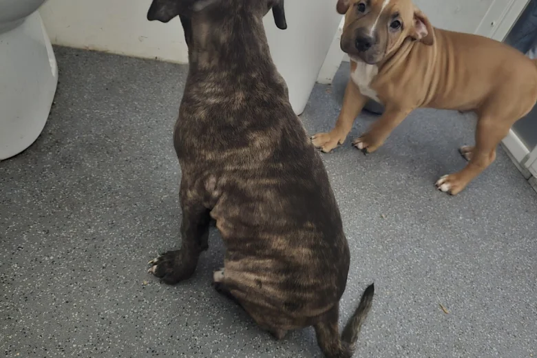 Presa Canario