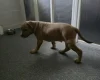 Presa Canario