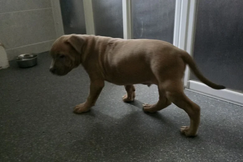 Presa Canario