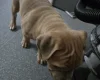 Presa Canario