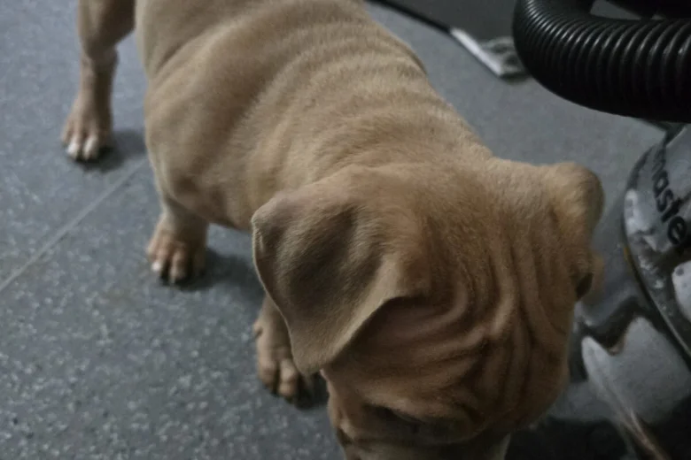 Presa Canario