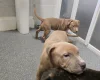Presa Canario
