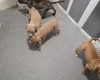Presa Canario