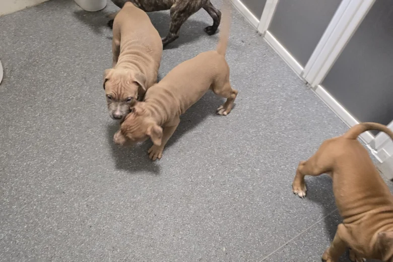 Presa Canario