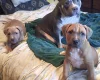 Presa Canario