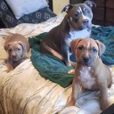 Presa Canario