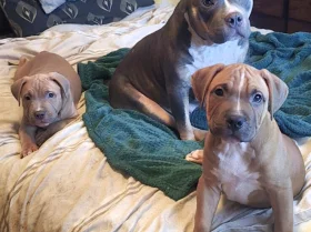 Presa Canario
