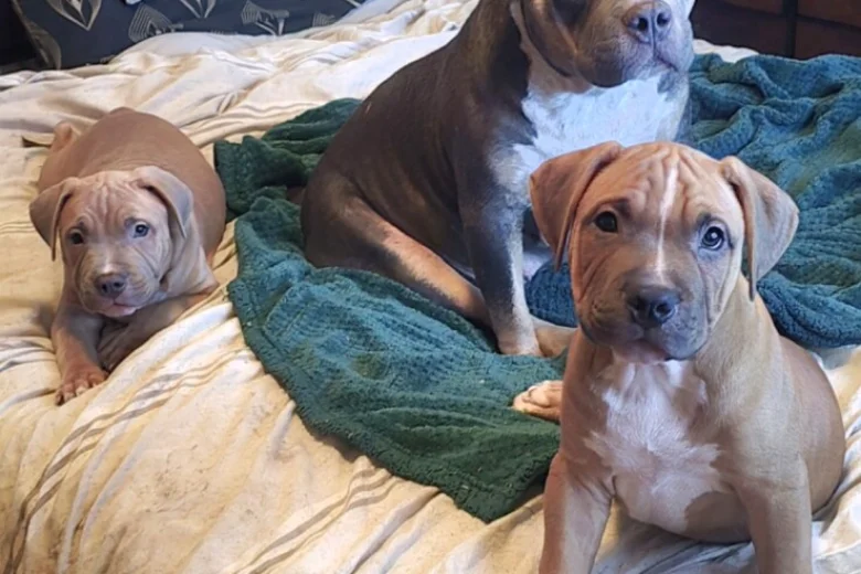 Presa Canario