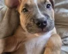 Presa Canario