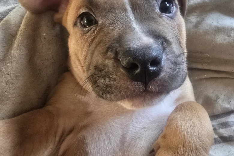 Presa Canario