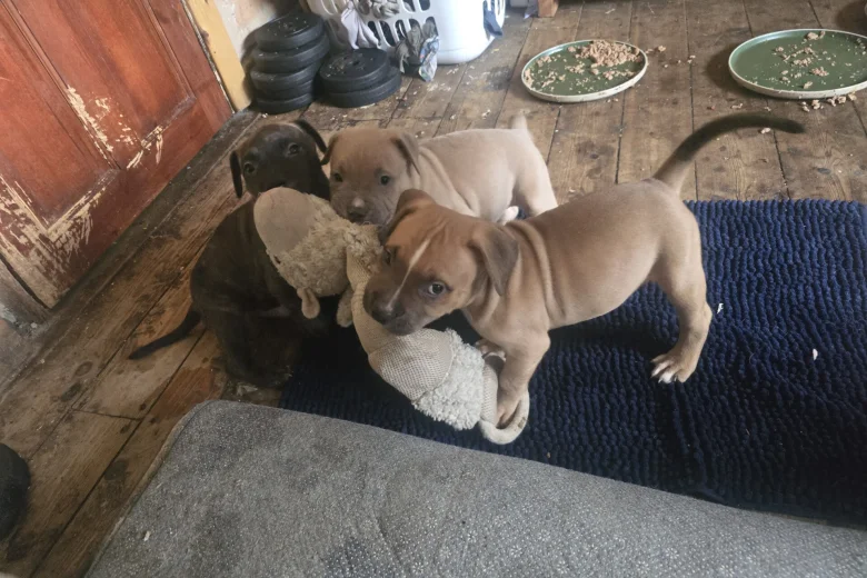 Presa Canario