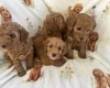 Cavapoo