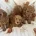 Cavapoo