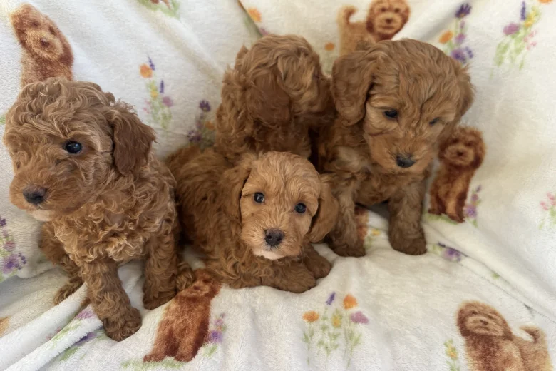 Cavapoo