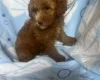 Cavapoo