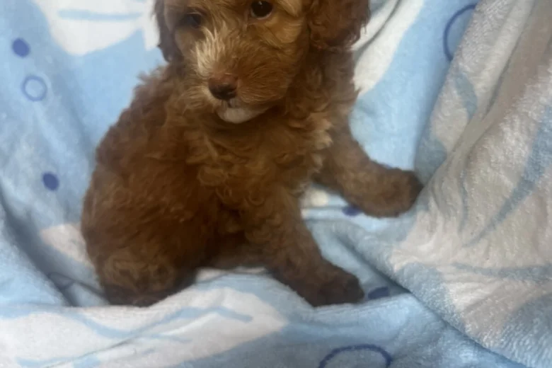 Cavapoo