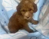 Cavapoo