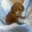Cavapoo