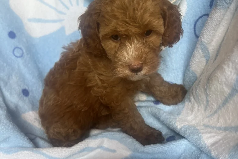 Cavapoo