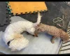 Cavapoo