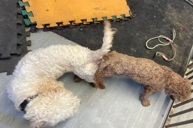 Cavapoo