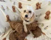 Cavapoo