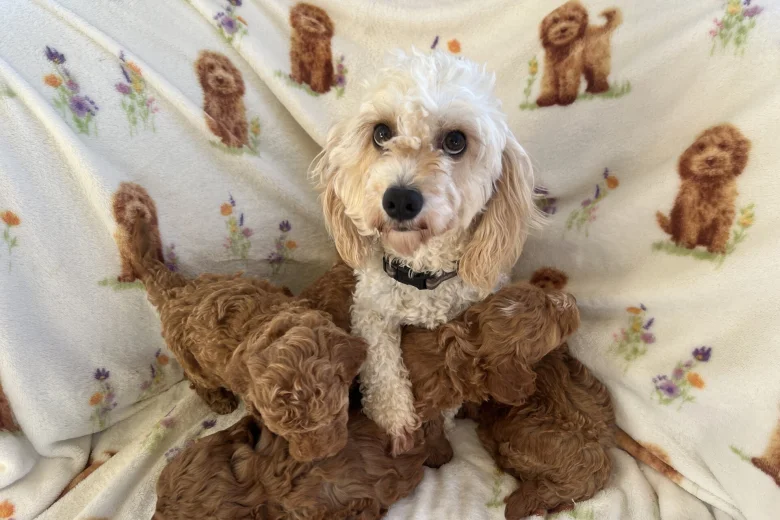 Cavapoo
