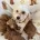 Cavapoo