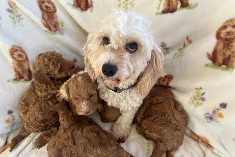 Cavapoo