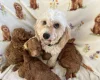 Cavapoo
