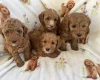Cavapoo